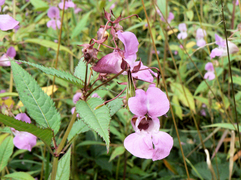 Himalayan Balsam Himalayan Balsam